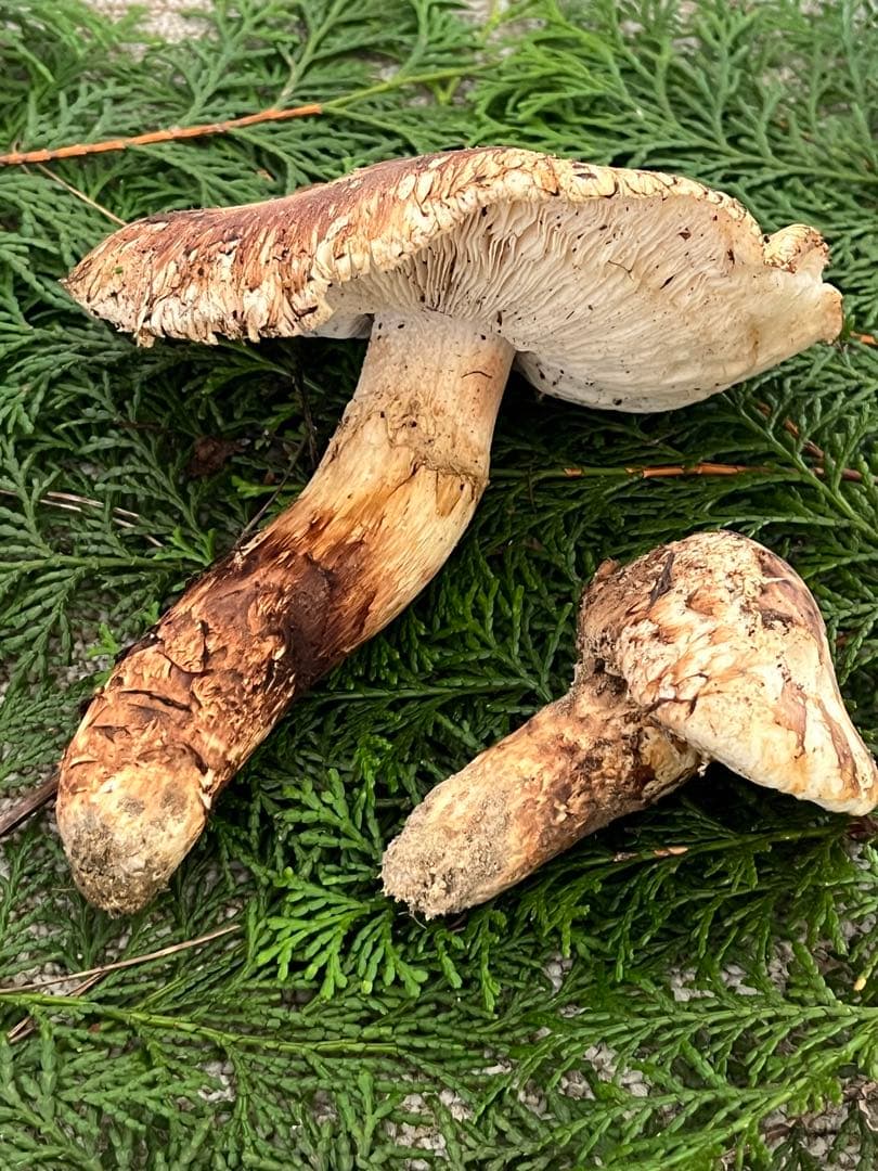 専用松茸国産山口県産　約220g 11月11日収穫 12日17時迄の購入即日発送