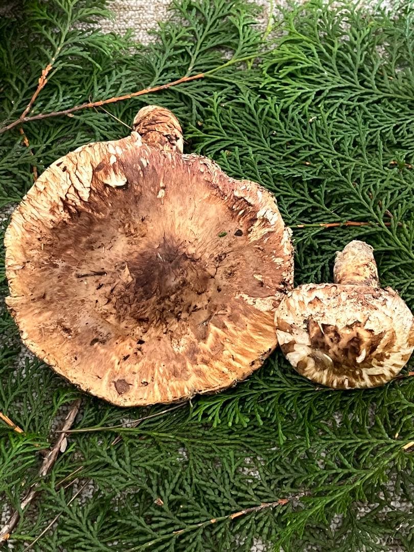 専用松茸国産山口県産　約220g 11月11日収穫 12日17時迄の購入即日発送