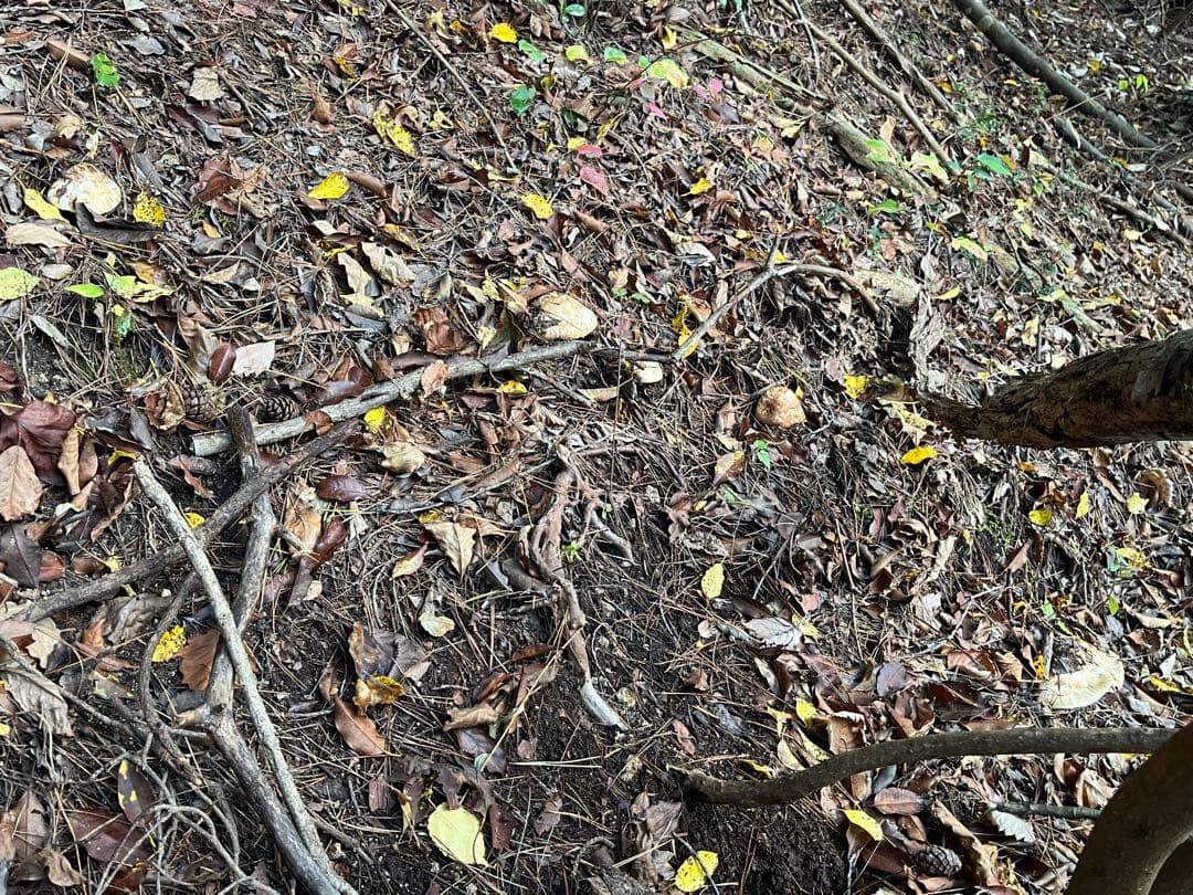 専用松茸国産山口県産　約220g 11月11日収穫 12日17時迄の購入即日発送