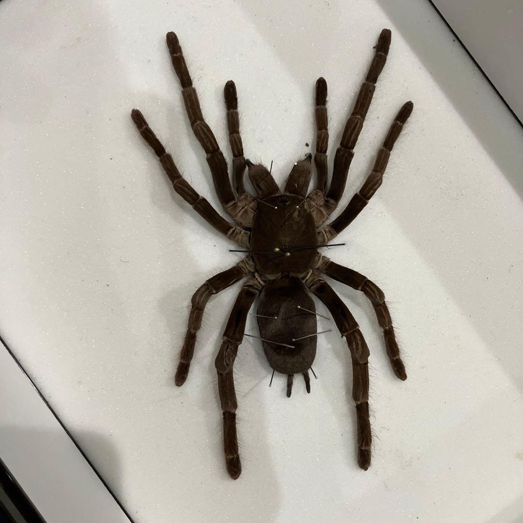 タランチュラ！