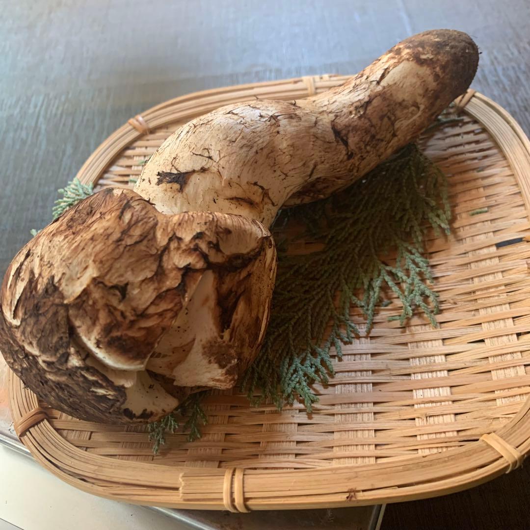 ③秀品極太【岩手県産天然松茸】収穫最終　国産本場　つぼみ　開き　採れたて196g