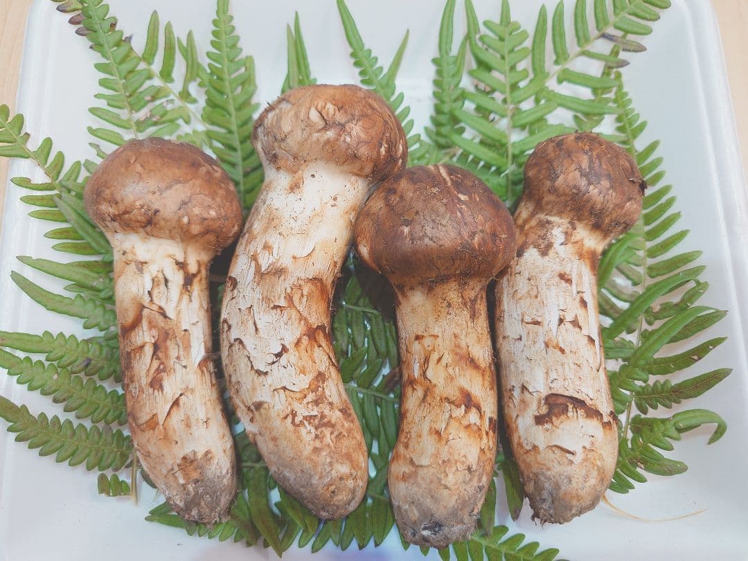 岩手県岩泉産　松茸（天然物）207g