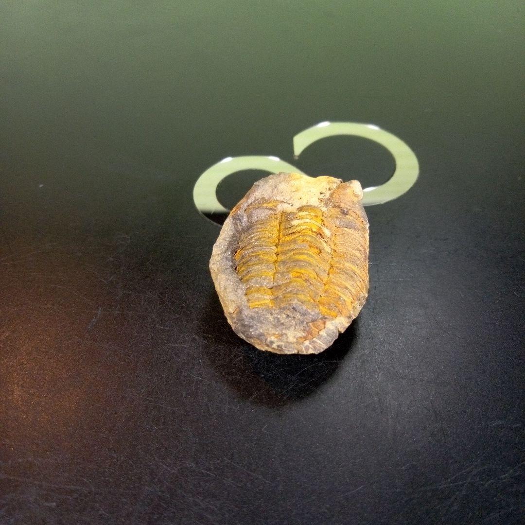 三葉虫　化石　fossil　ボリビア産　trilobite　海生動物識別⑨