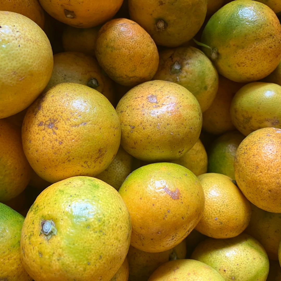 自然農みかん10kg 8年目 農薬肥料不使用 自然農法 海乃神自然農園