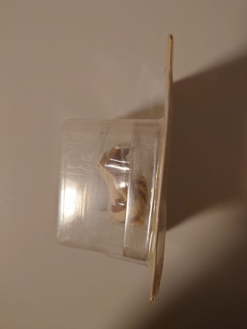 ち*@様 モンコレ　オオタチ　 訳あり