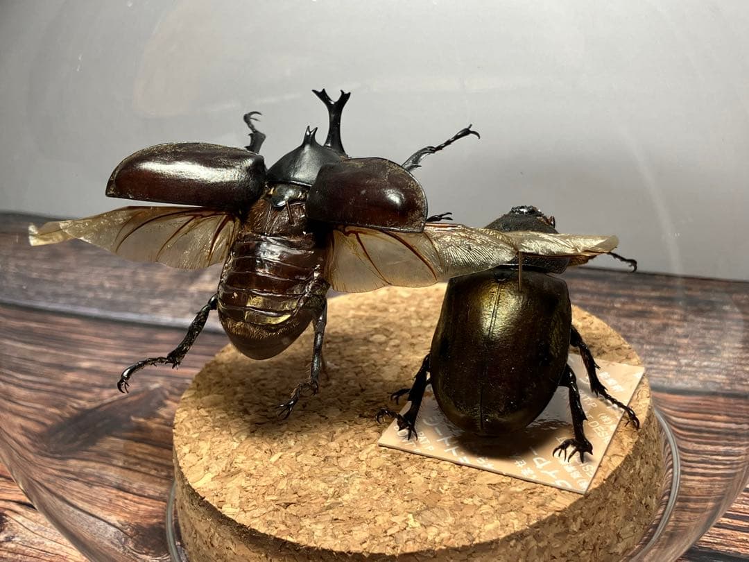 【Glass Beetle｜ヤマトカブトムシ飛翔＆固定標本 ペアGB-008】