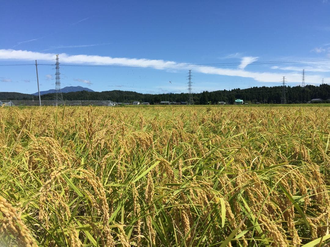 令和7年産新米農家力作⭐︎新潟とちおのコシヒカリ玄米風袋込25kg位ぴかぴか特栽米