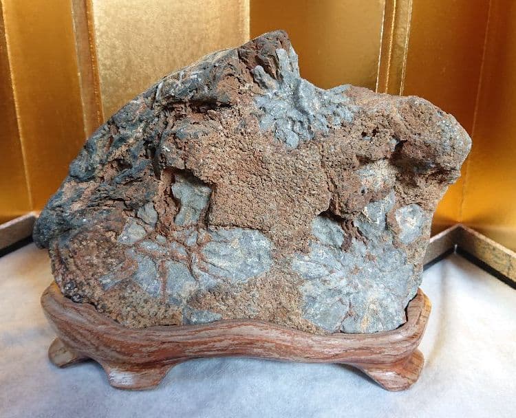 菊花石 岐阜県根尾谷産 川ずれ3.2キロ 鑑賞石 観賞石 自然石 天然石 置物