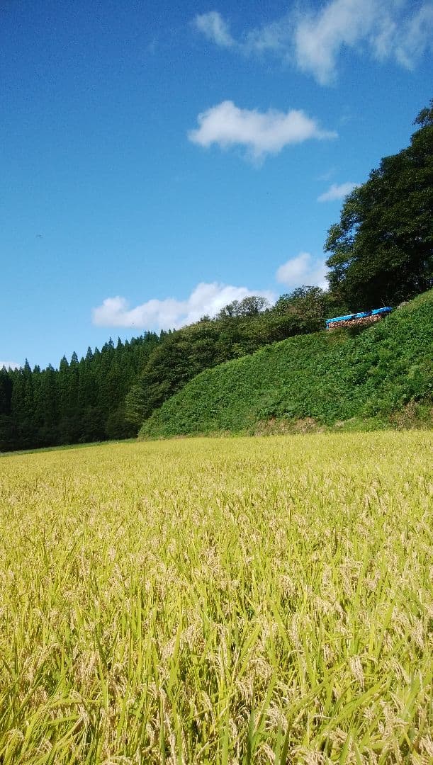 7年　秋田県産　あきたこまち　玄米　10キロ　【低農薬　低化学肥料】