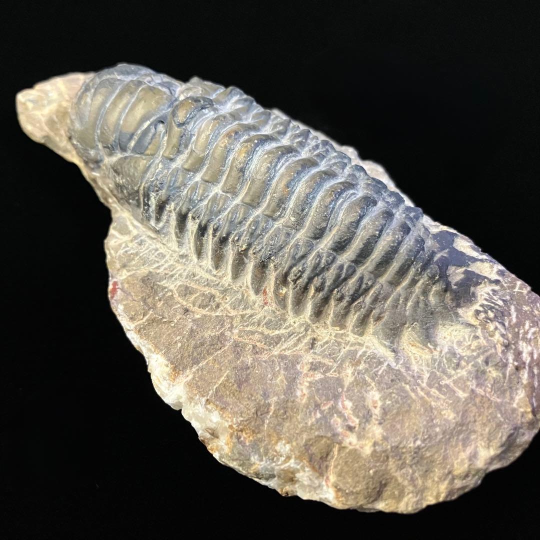 Crotalocephalus gibbus　三葉虫　化石　モロッコ 産