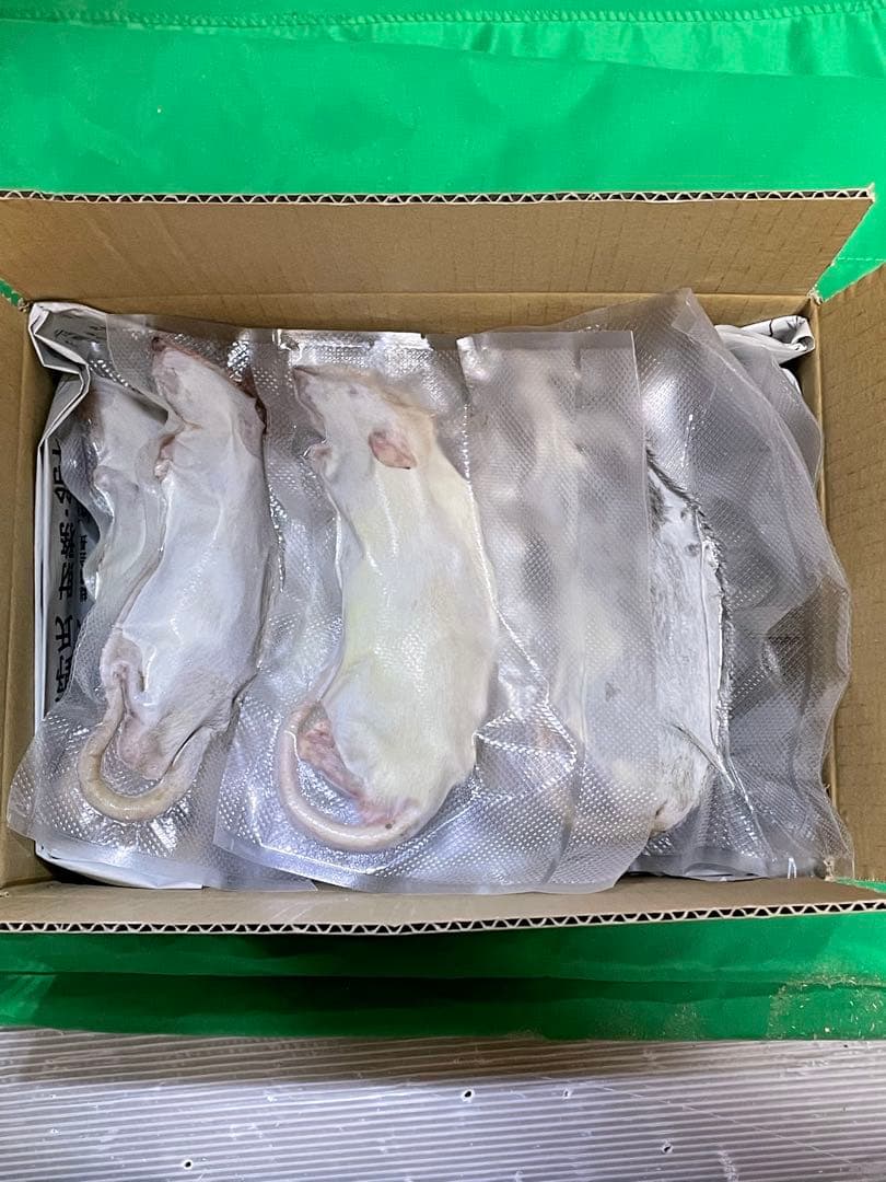 冷凍ラット 230~270g×20