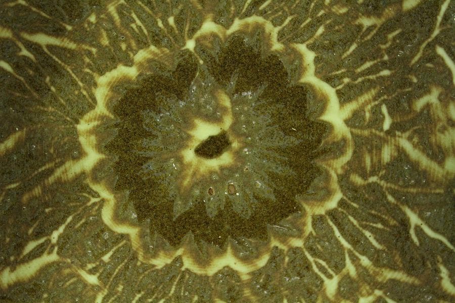 現川 横石臥牛 四方 盤 12cmx12cm(K-LC542)