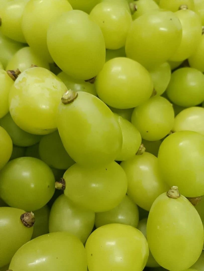 シャインマスカット増量の、徳用11キロ入りの粒バック入りになります。