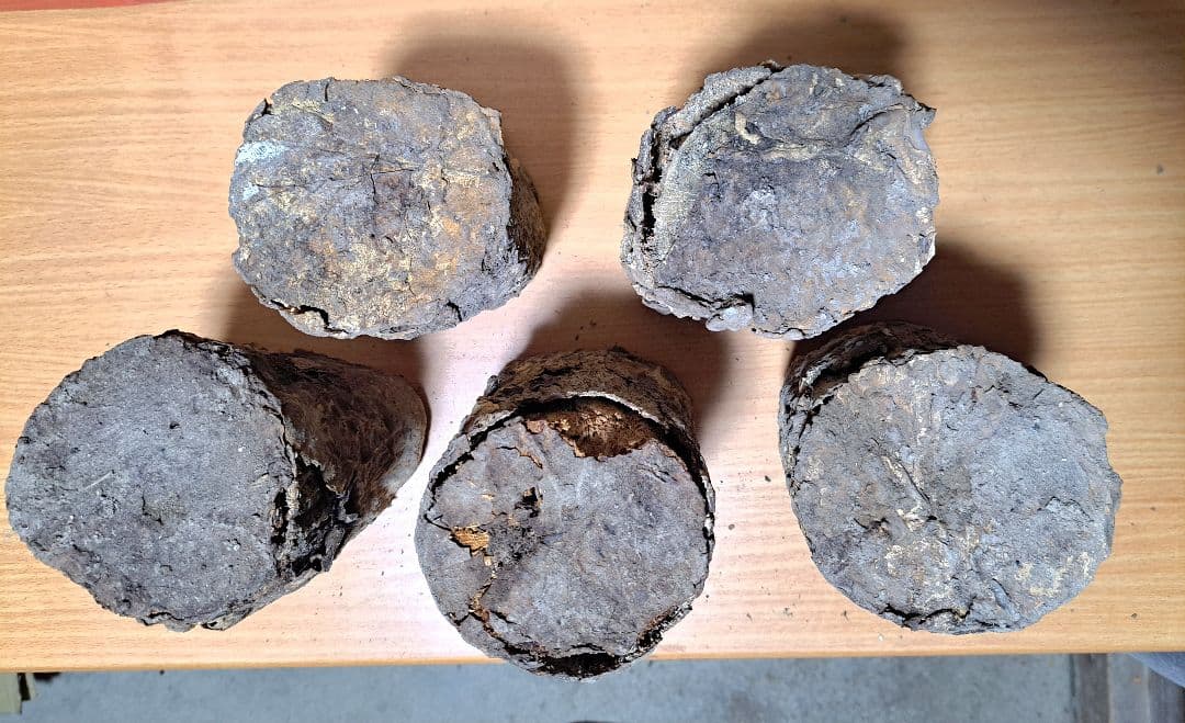 １０本！ Ｌ×５本 Ｍ×５本 クヌギ 土埋め レイシ 霊芝 産卵材 柔らか仕上げ