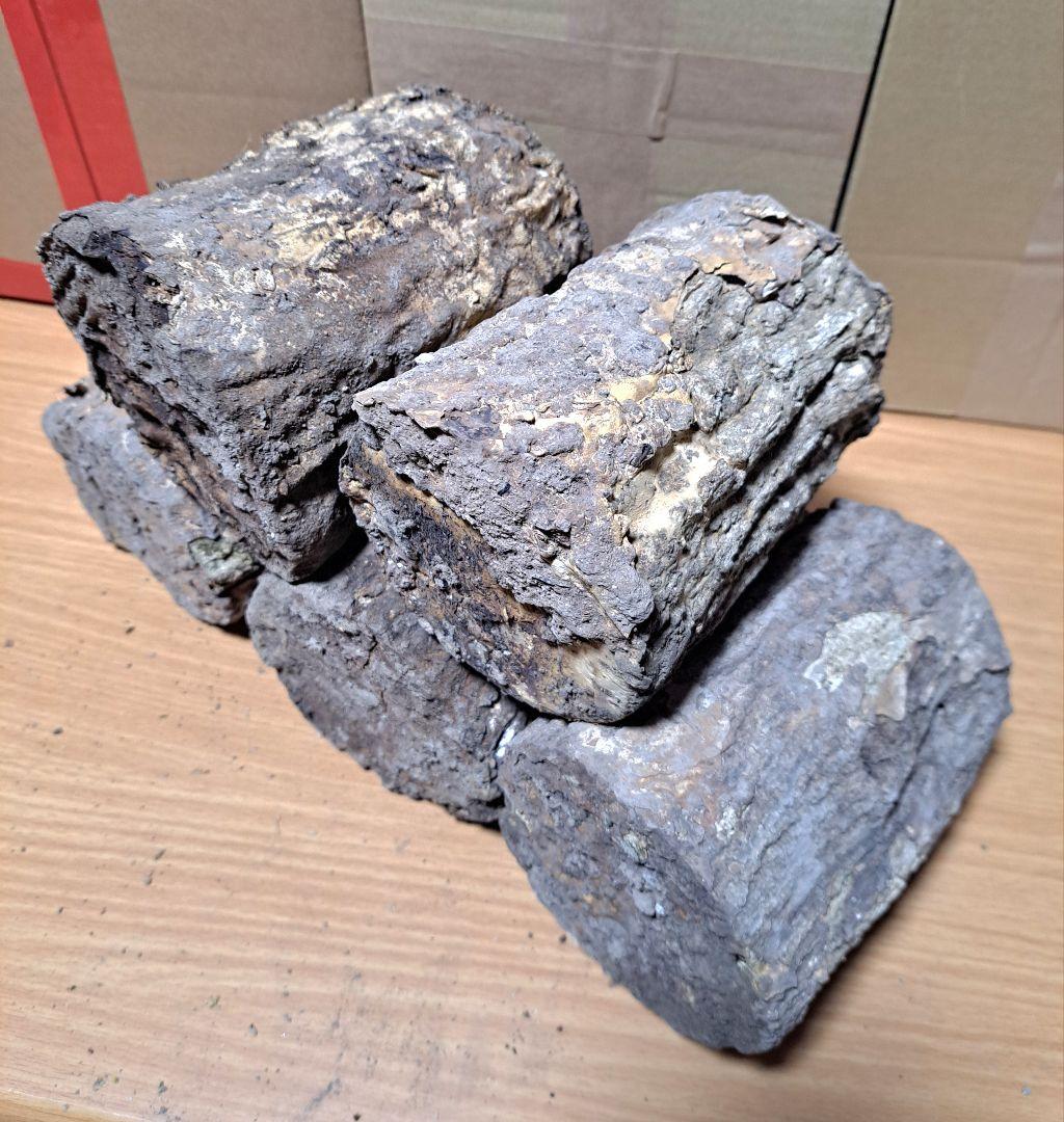 １０本！ Ｌ×５本 Ｍ×５本 クヌギ 土埋め レイシ 霊芝 産卵材 柔らか仕上げ