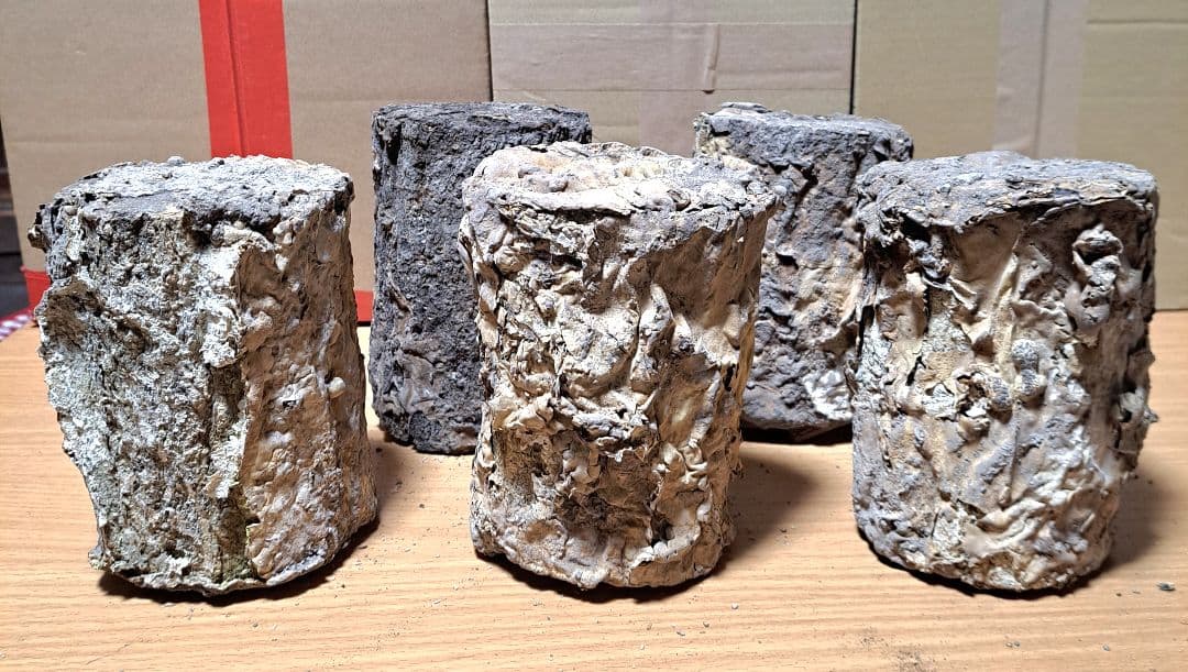 １０本！ Ｌ×５本 Ｍ×５本 クヌギ 土埋め レイシ 霊芝 産卵材 柔らか仕上げ