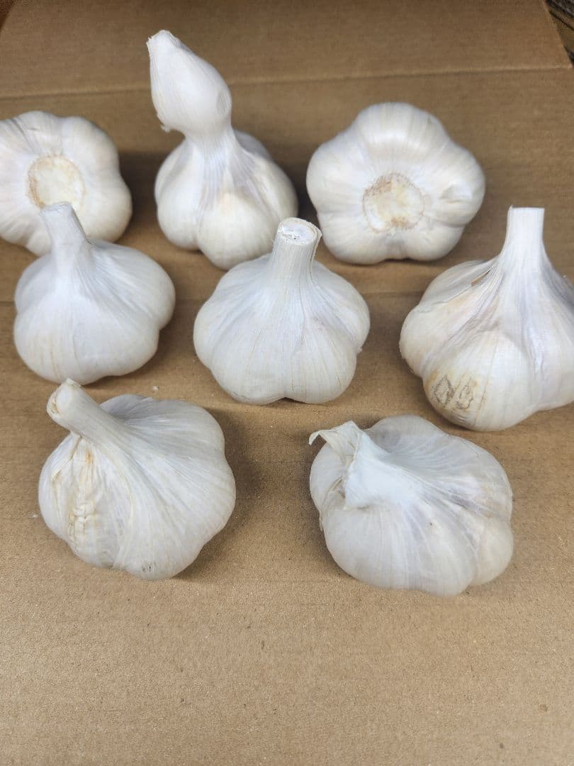 青森県田子町産 にんにく 4kg