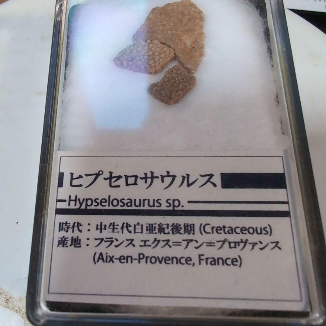 本物　恐竜　ヒプセロサウルスの卵殻の化石　フランス　ラベルケース付き