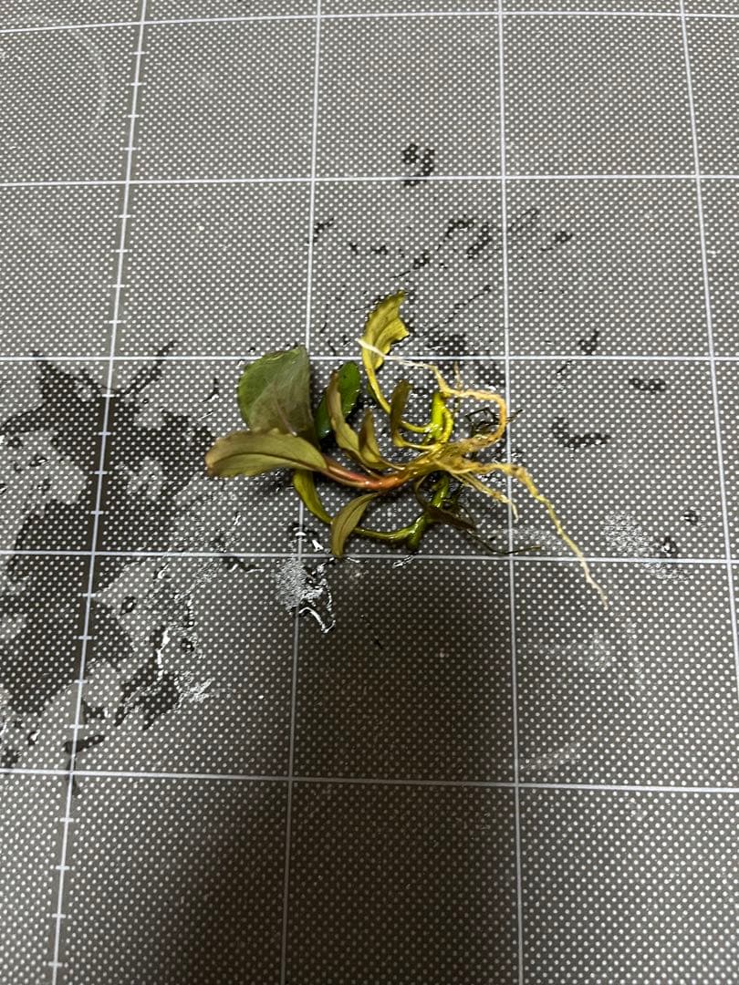 タグ付きBucephalandra sp.\"Posuk\"