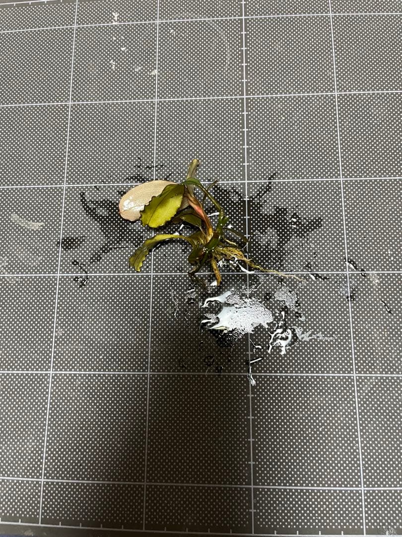 タグ付きBucephalandra sp.\"Posuk\"