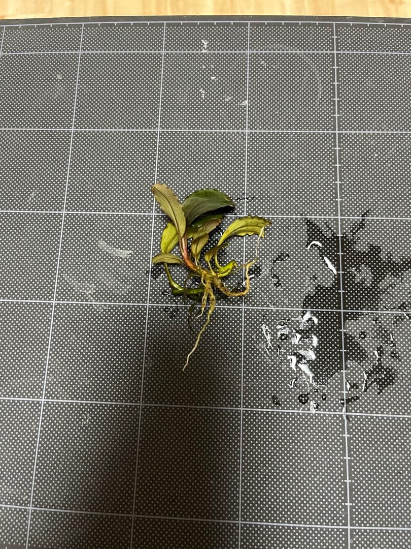 タグ付きBucephalandra sp.\"Posuk\"