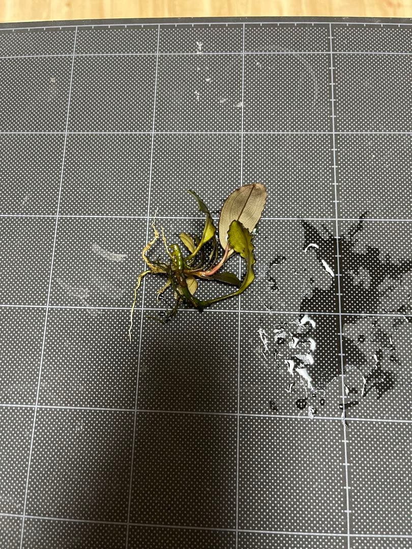 タグ付きBucephalandra sp.\"Posuk\"