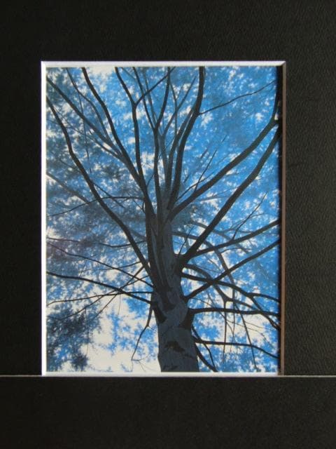 千住博、【 樹の声を聴く】、希少な画集画、新品高級額 額装付、状態良好